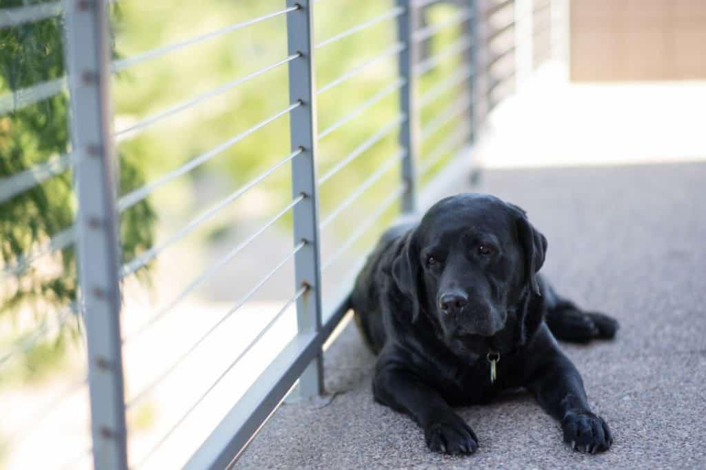 Sort labrador hund med hundetegn